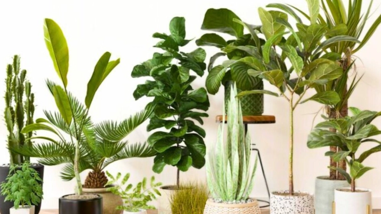 low maintenance large plants