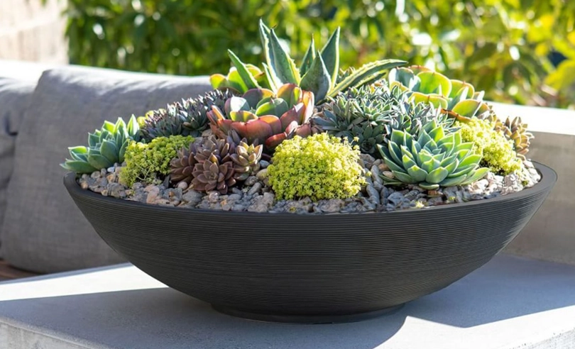 how to care for potted succulents
