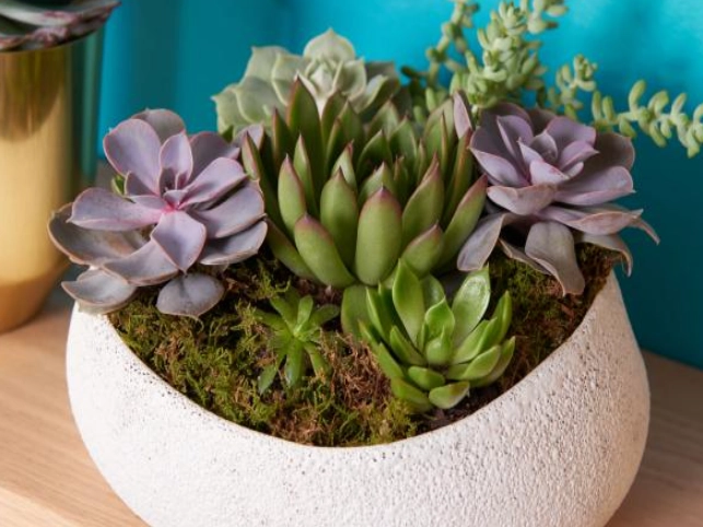 how to care for potted succulents