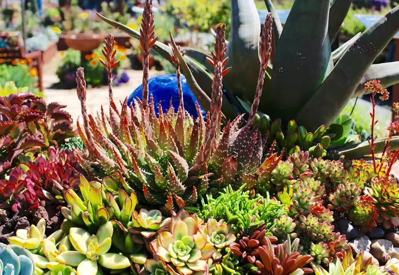 succulent soil mix succulent soil mix