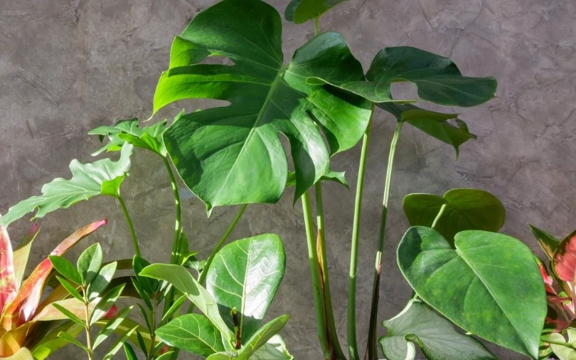low maintenance large plants