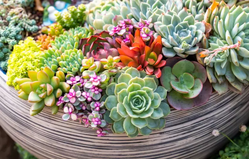 how to care for potted succulents