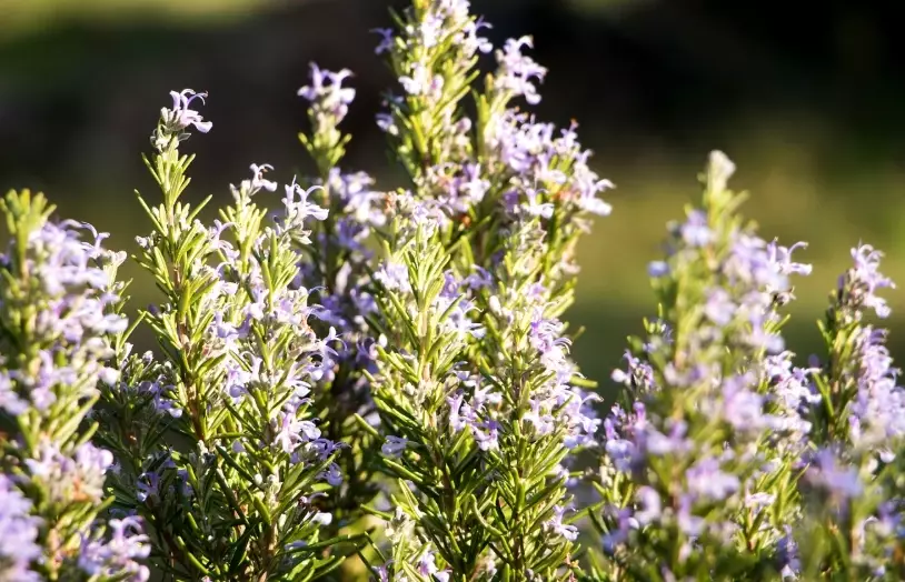 rosemary sunlight requirements