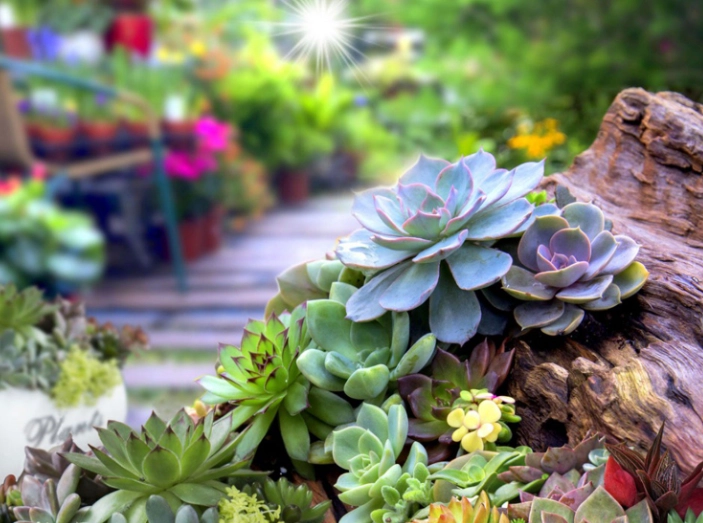 succulent garden ideas succulent garden ideas