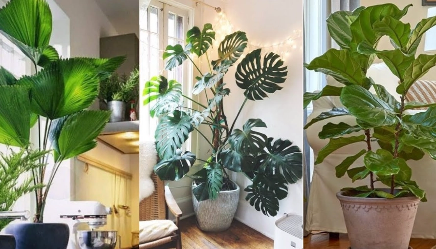indoor plant decor