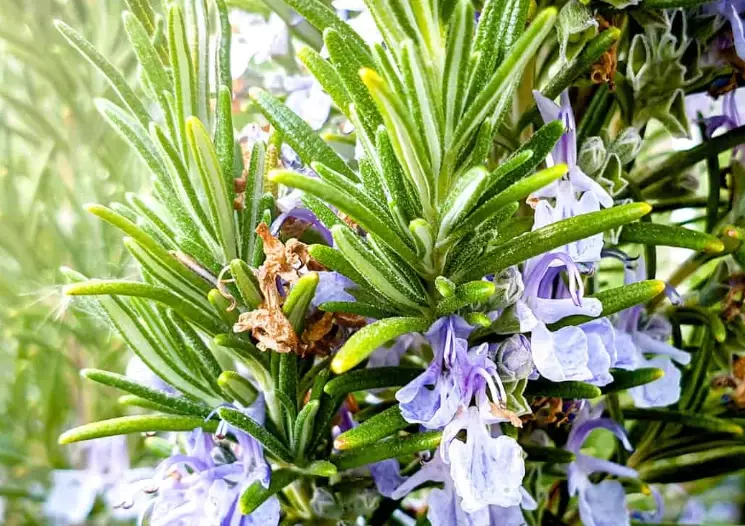 growing rosemary in shade