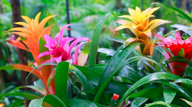 bromeliad care