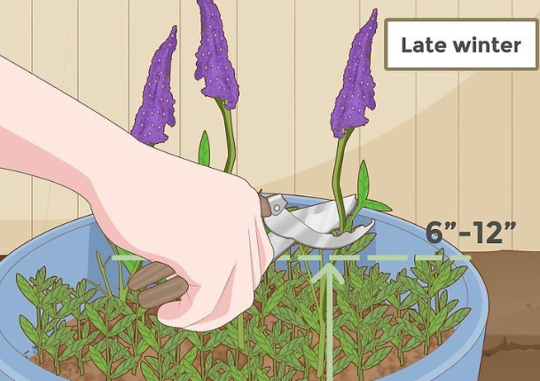 when to prune butterfly bush