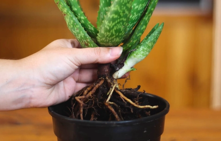 aloe vera transplant guide