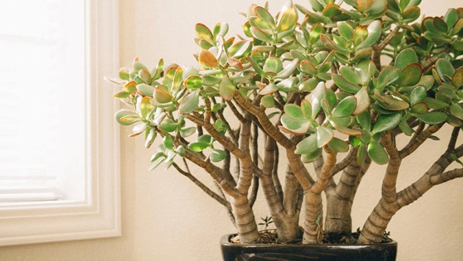 growing succulents indoors growing succulents indoors