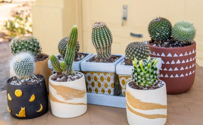 how to choose a cactus pot
