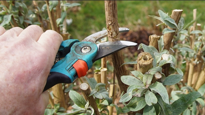 when to prune butterfly bush