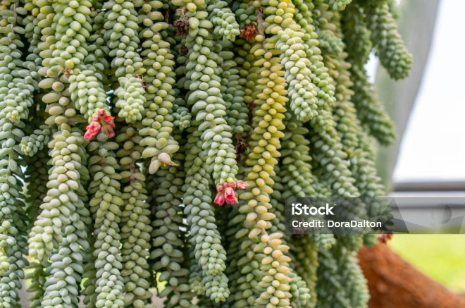 donkey tail succulent