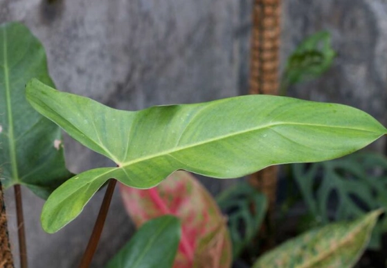 Philodendron Mexicanum care