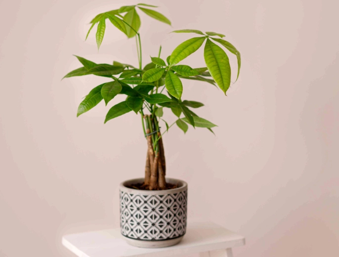 money tree care money tree care