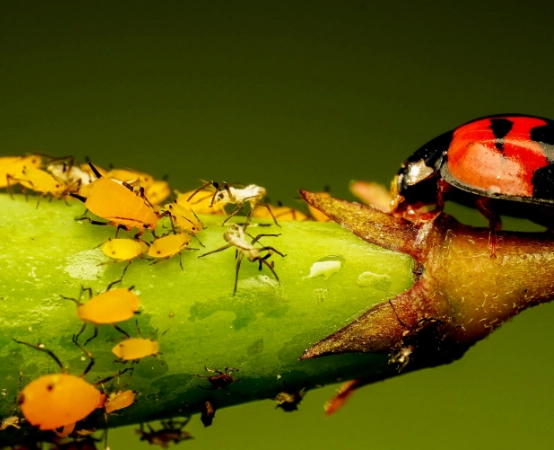 aphid treatment safe for plants