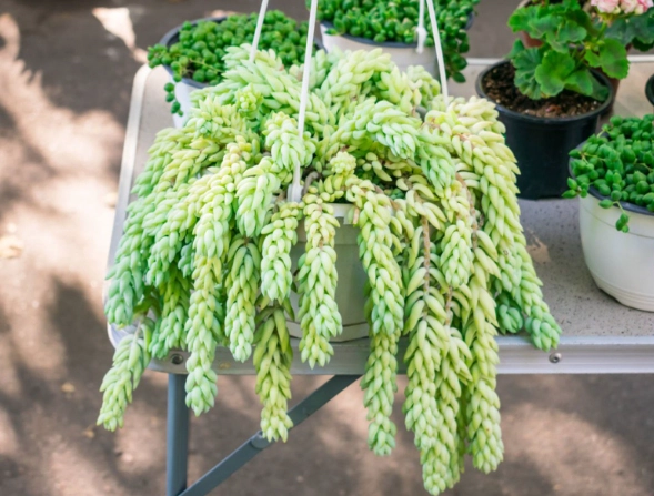 burro's tail plant care