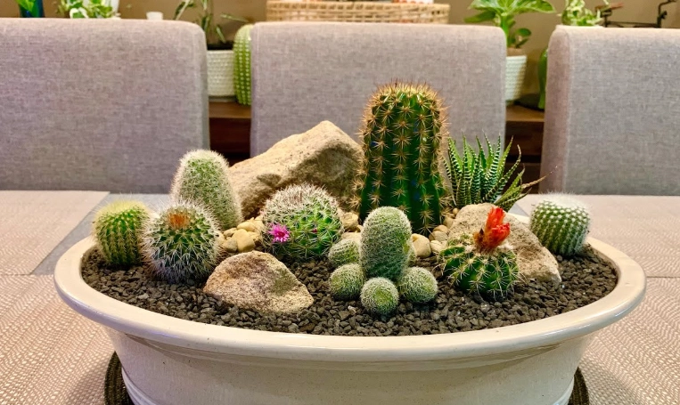 best pots for cactus