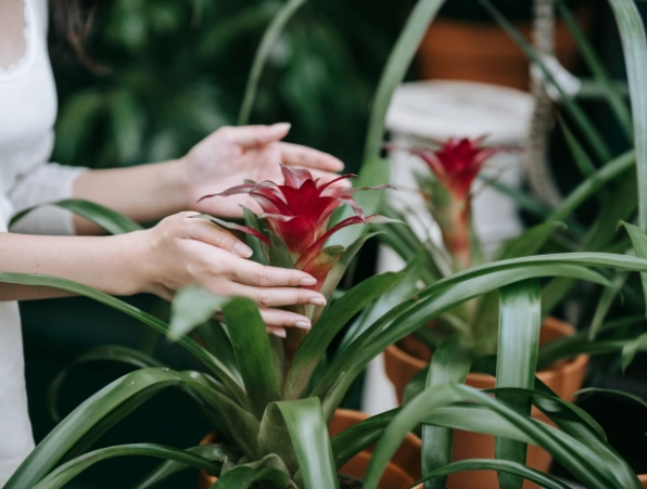 growing bromeliads indoors