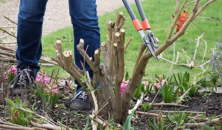 when to prune butterfly bush