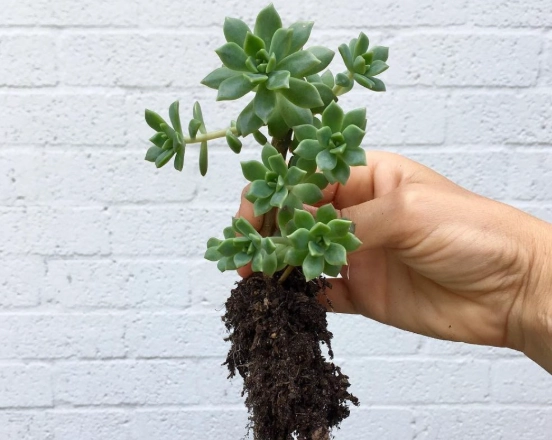 repotting succulents for beginners repotting succulents for beginners