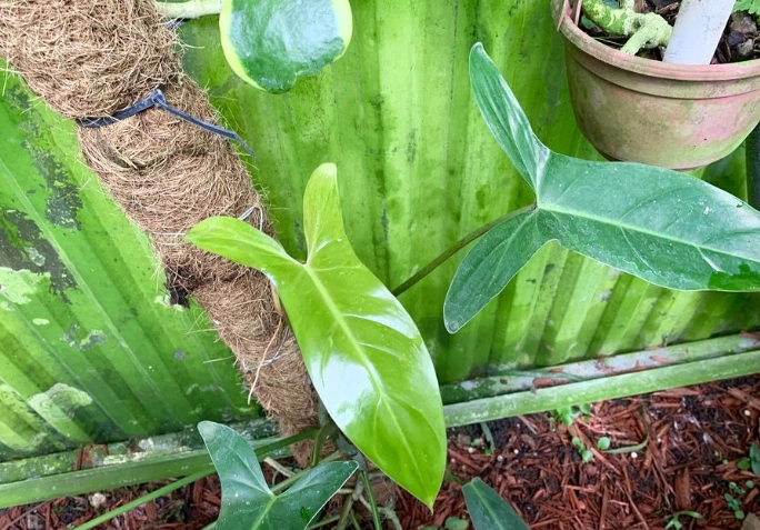 Philodendron Mexicanum watering