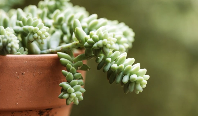 sedum morganianum care