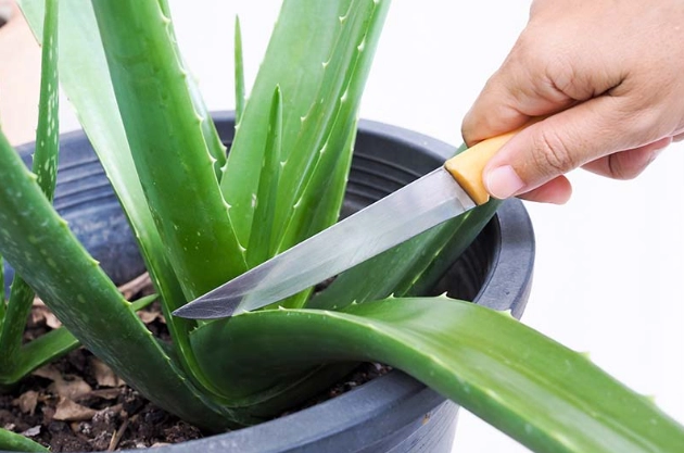 propagate aloe vera propagate aloe vera