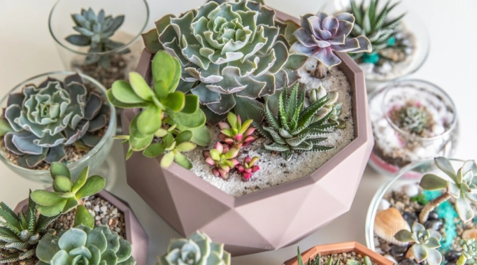 how to care for succulents indoors how to care for succulents indoors