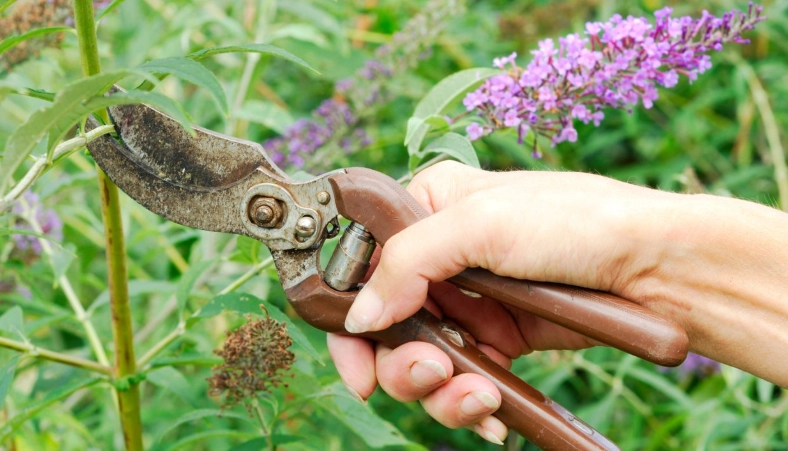 butterfly bush care