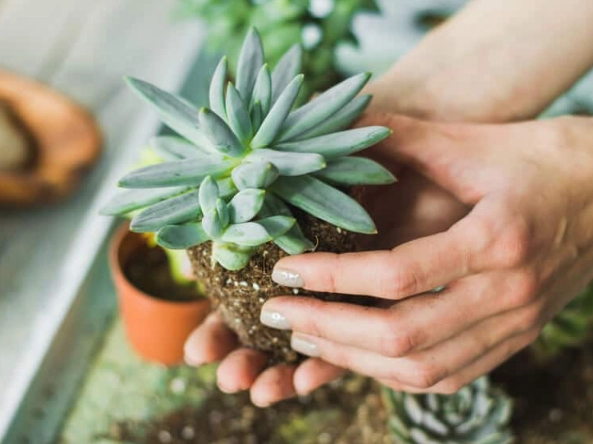 succulent repotting guide succulent repotting guide