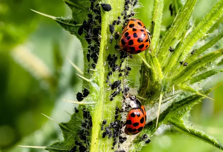 kill aphids on plants