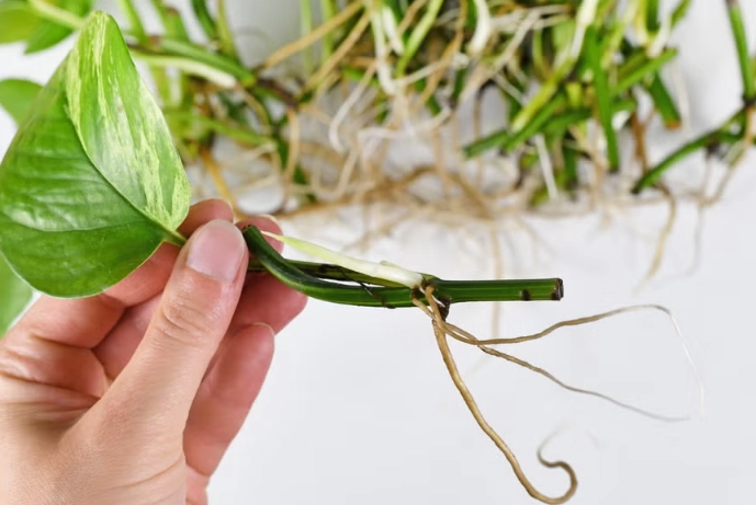 devil's ivy propagation