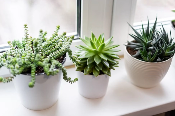 how to care for succulents indoors how to care for succulents indoors