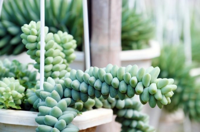 burro's tail plant care