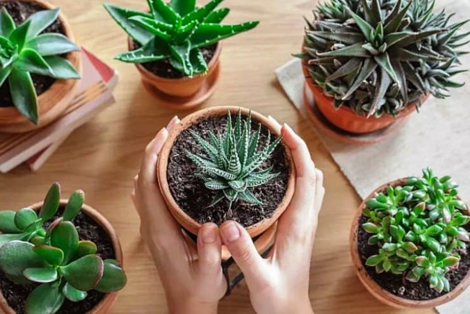 indoor succulent care indoor succulent care