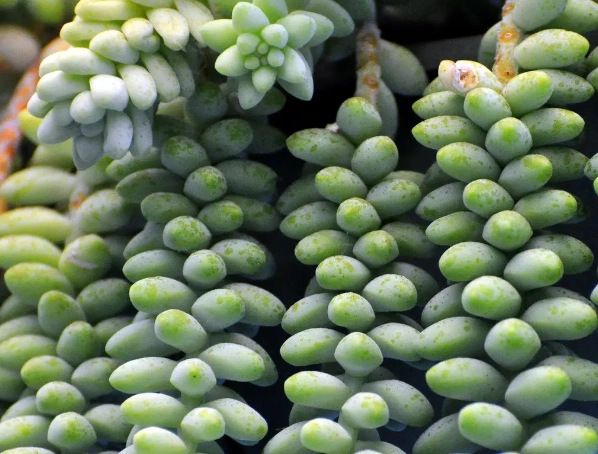 sedum morganianum care