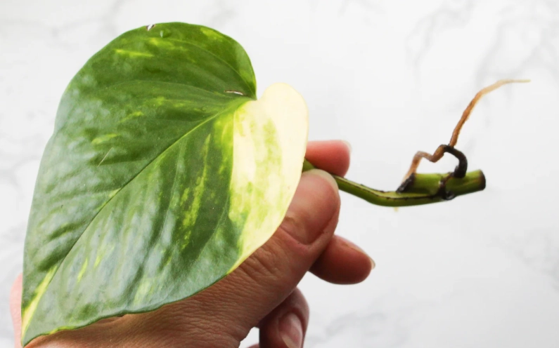 devil's ivy propagation