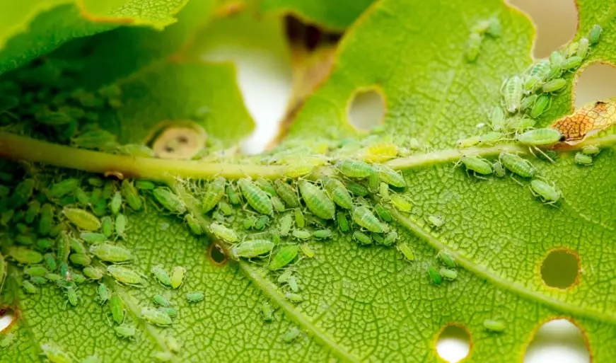 how to get rid of aphids on plants