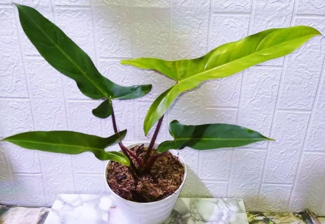 Philodendron Mexicanum watering