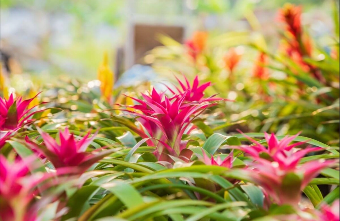 how to care for a bromeliad