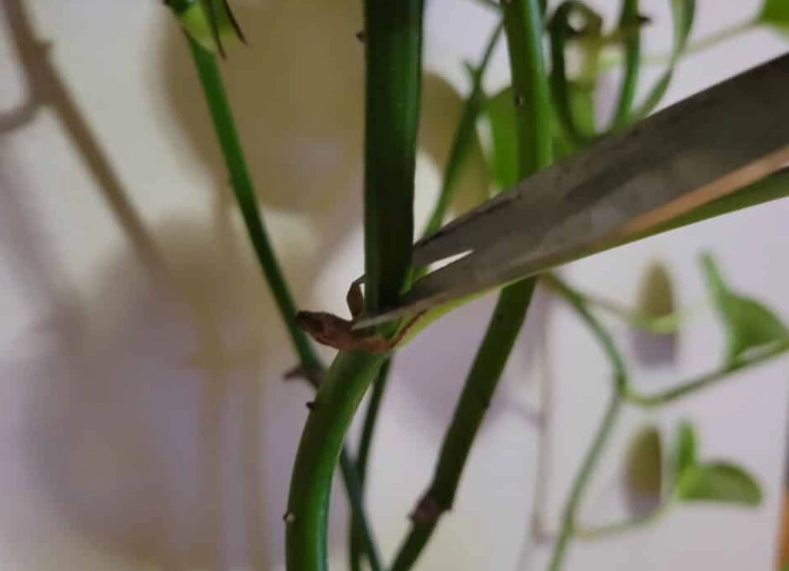 devil's ivy propagation