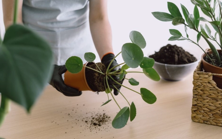 repotting money tree