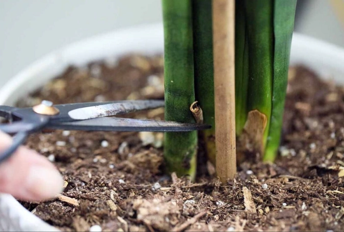 snake plant propagation