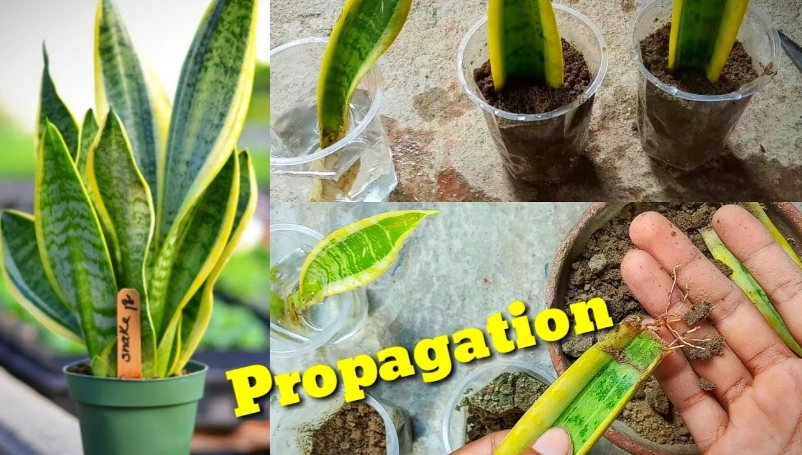 propagate snake plant