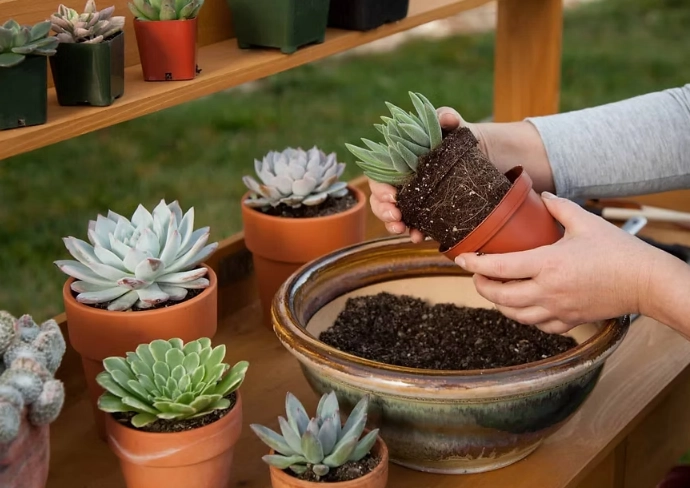 repotting succulents for beginners repotting succulents for beginners