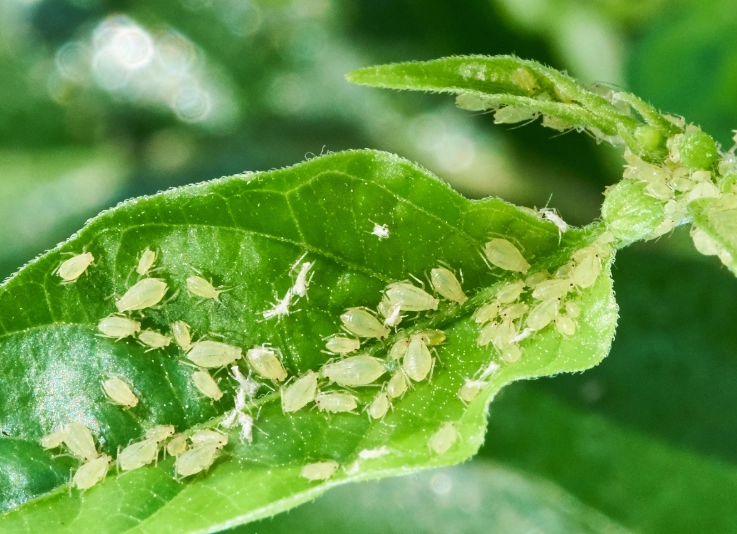 kill aphids on plants