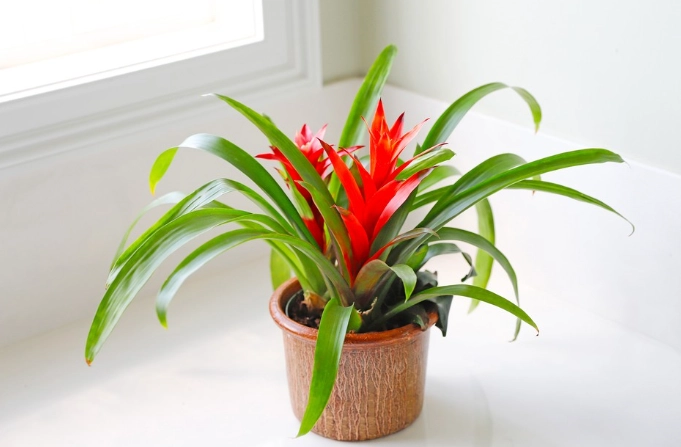 bromeliad care