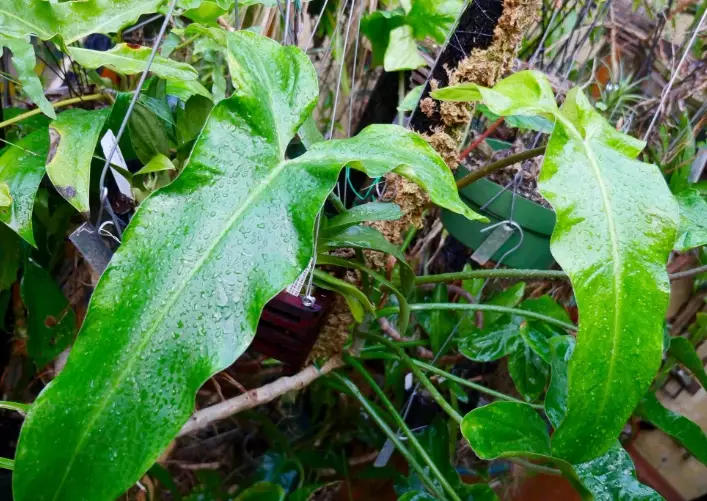 Philodendron Mexicanum propagation