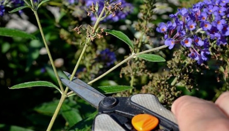 butterfly bush care